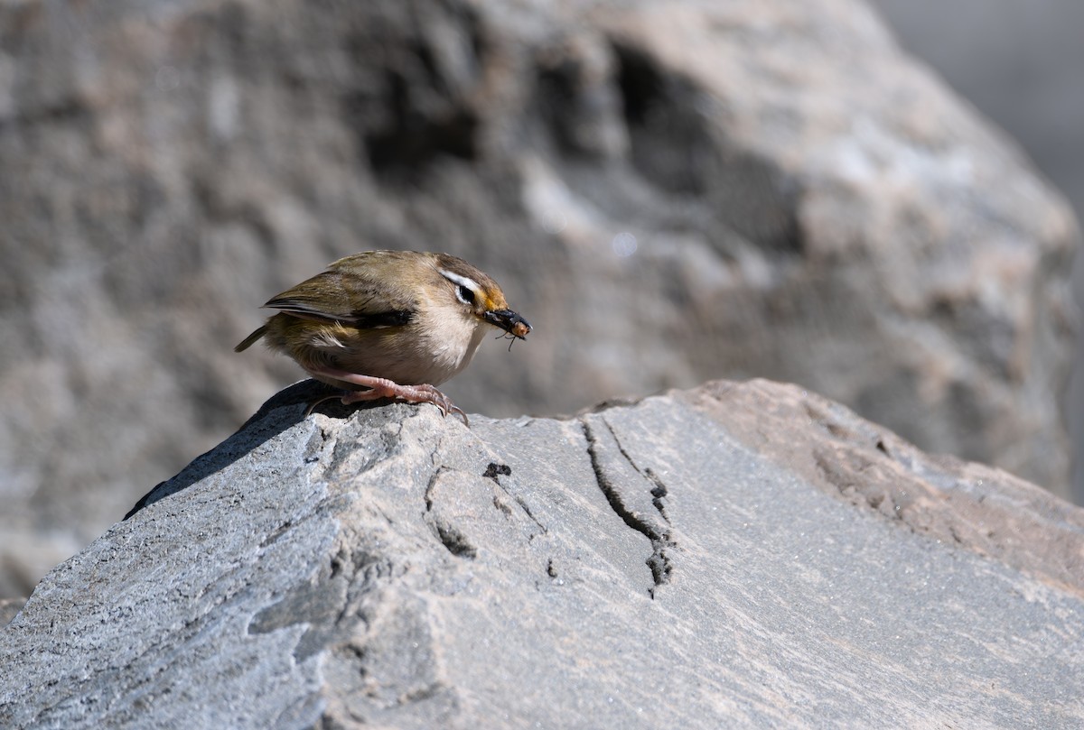 South Island Wren - Ben Ackerley