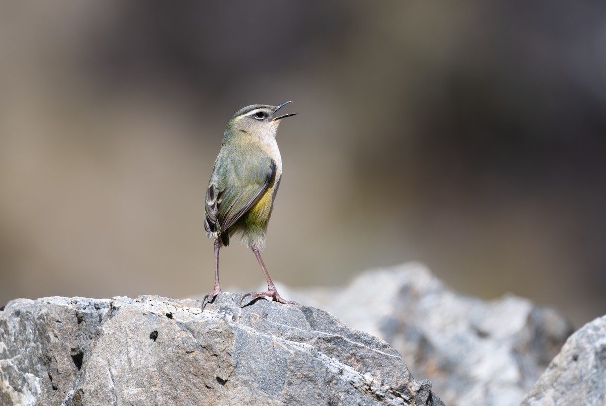 South Island Wren - ML612497858