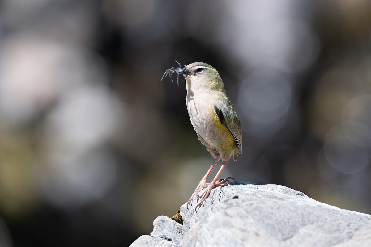 South Island Wren - ML612497859