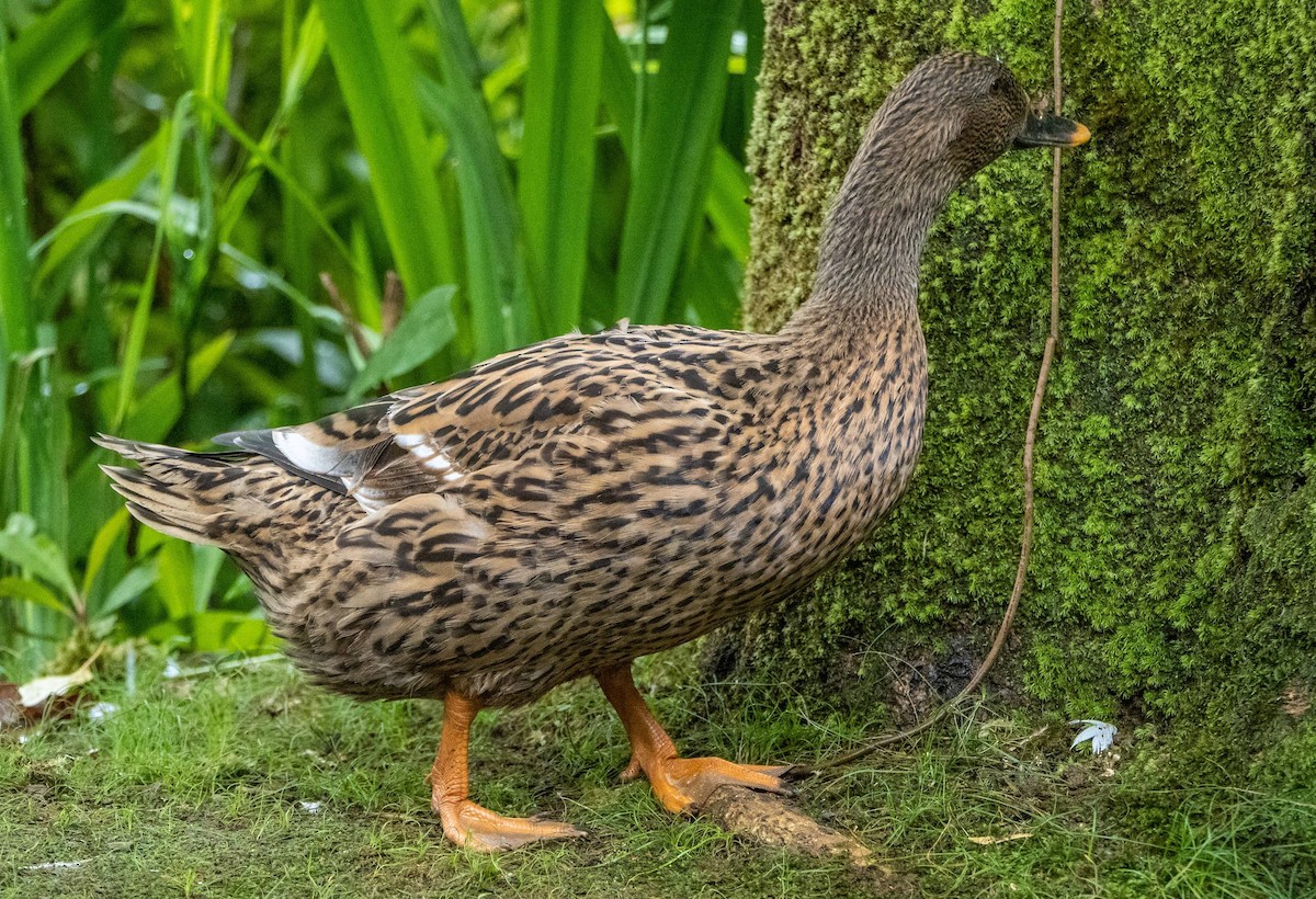 Mallard (Domestic type) - ML612497885