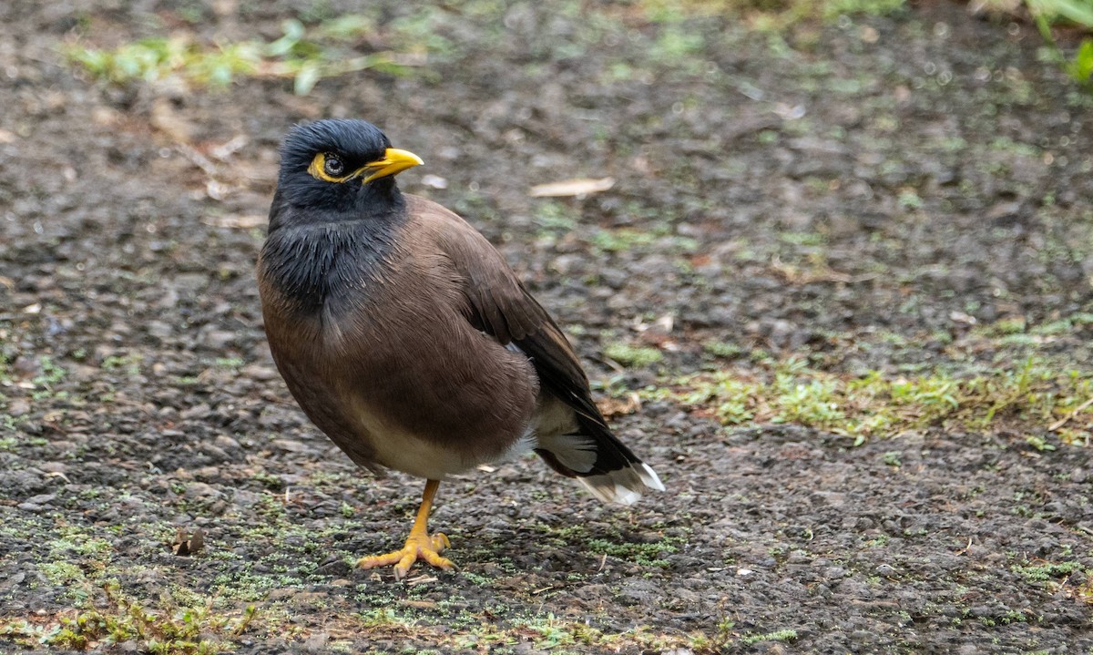 Common Myna - Matt M.