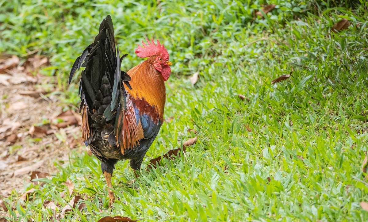 Red Junglefowl (Domestic type) - ML612497912