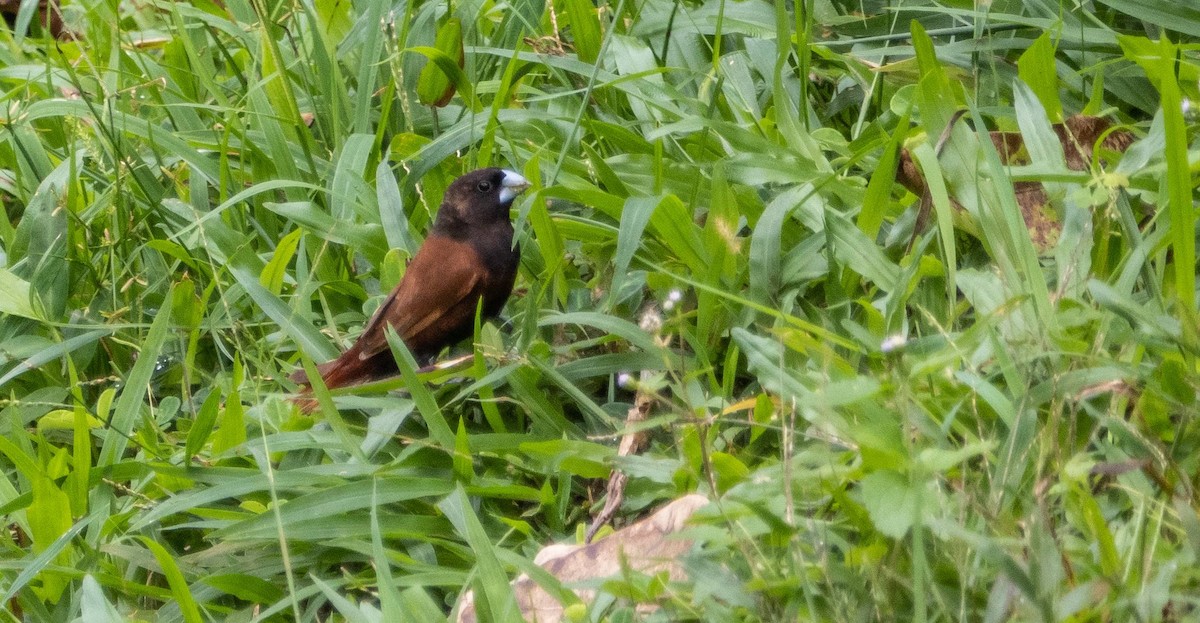 Chestnut Munia - ML612497915