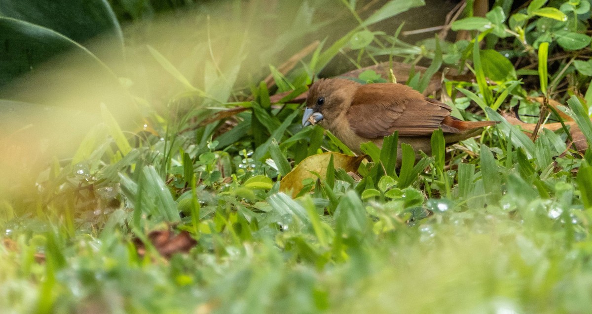 Chestnut Munia - ML612497917