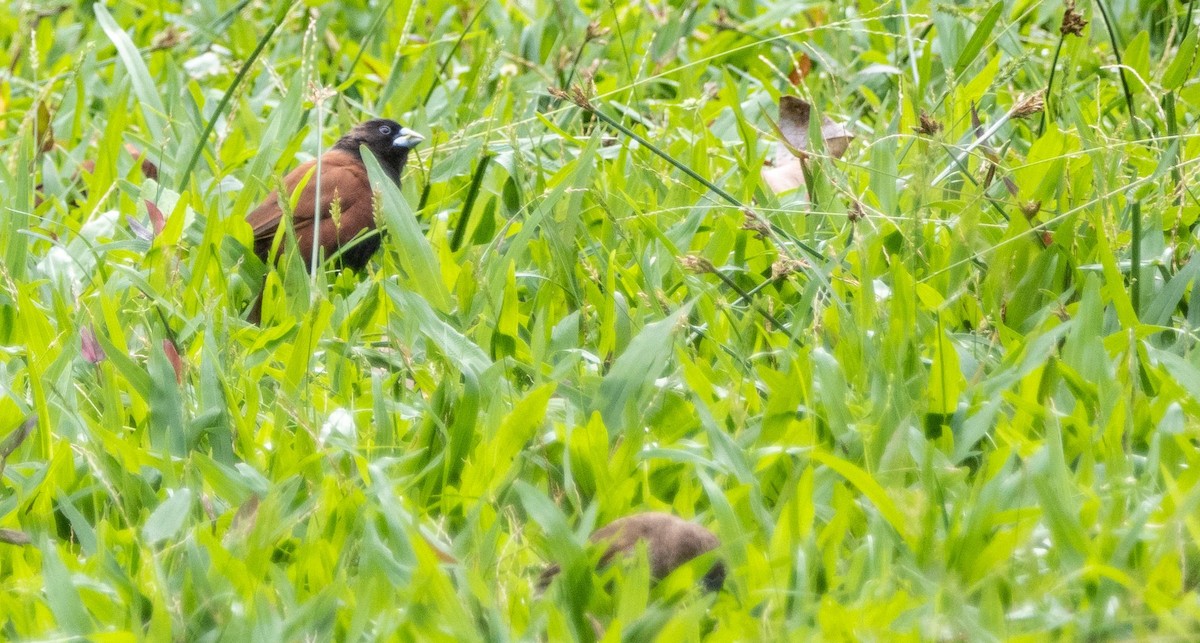 Chestnut Munia - ML612497918