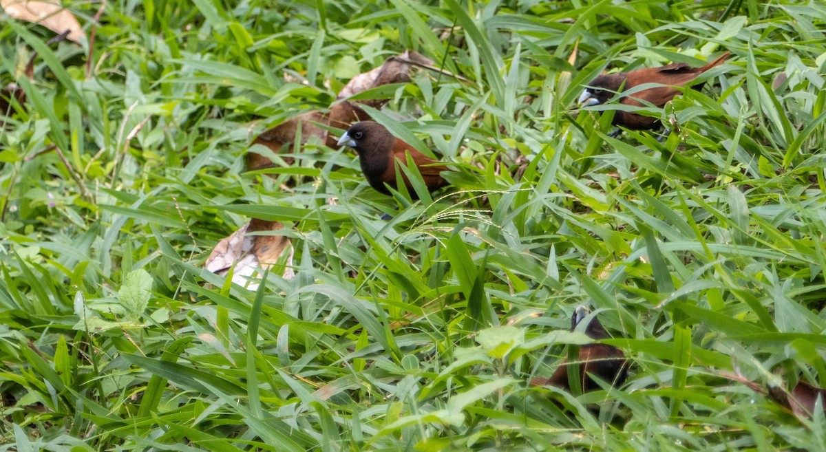 Chestnut Munia - ML612497919