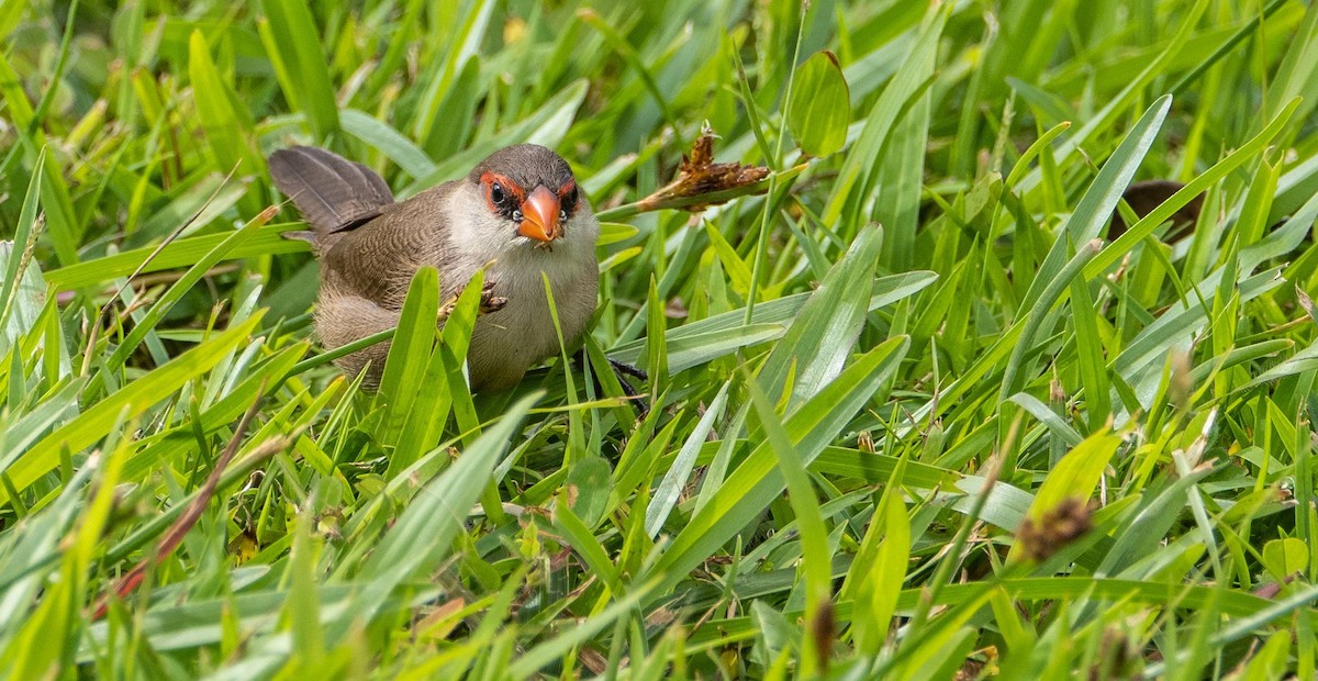 Common Waxbill - ML612497935