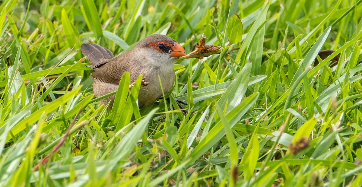 Common Waxbill - ML612497936