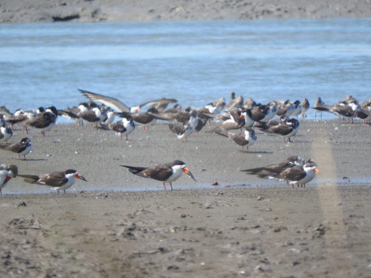 Black Skimmer - ML612497938