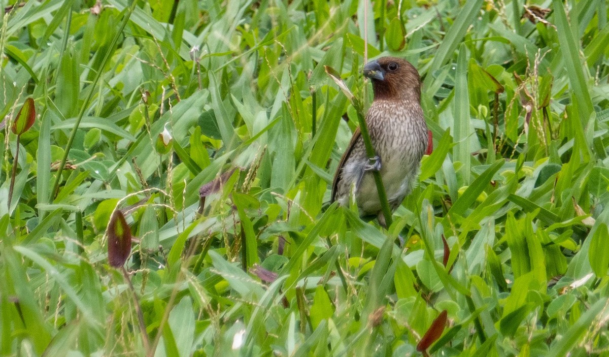 Scaly-breasted Munia - ML612497981