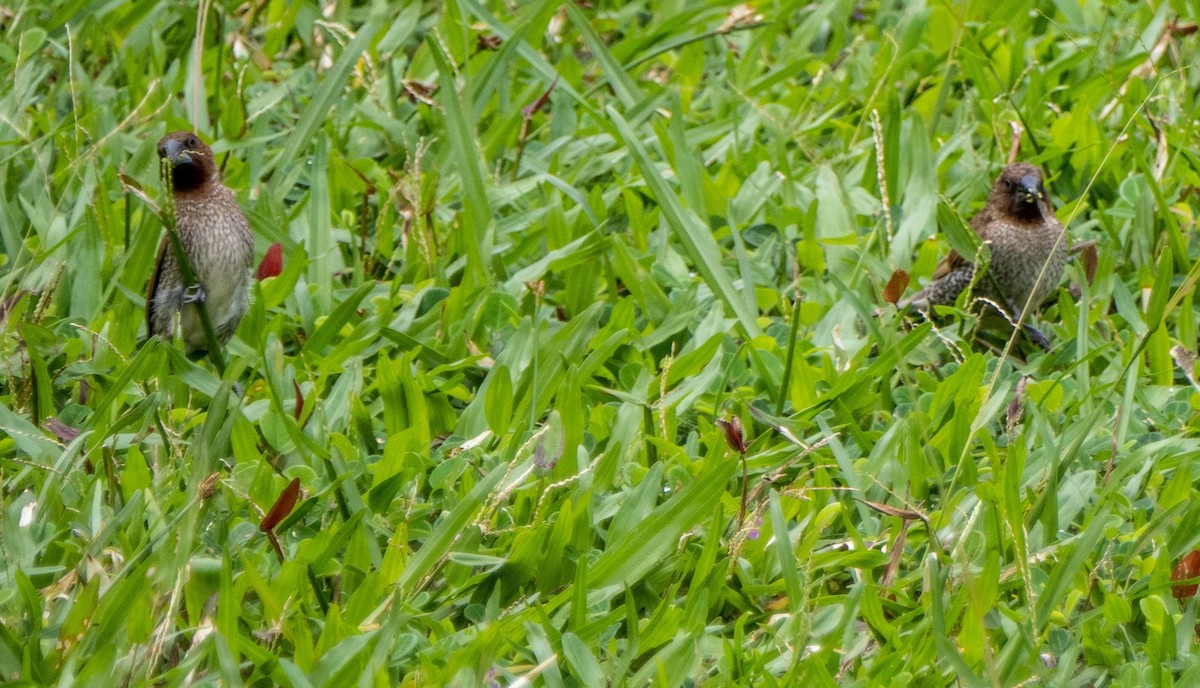 Scaly-breasted Munia - ML612497982