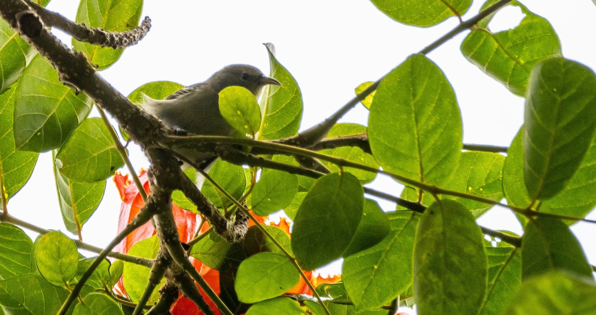 Hawaii-Amakihikleidervogel (wilsoni) - ML612498003