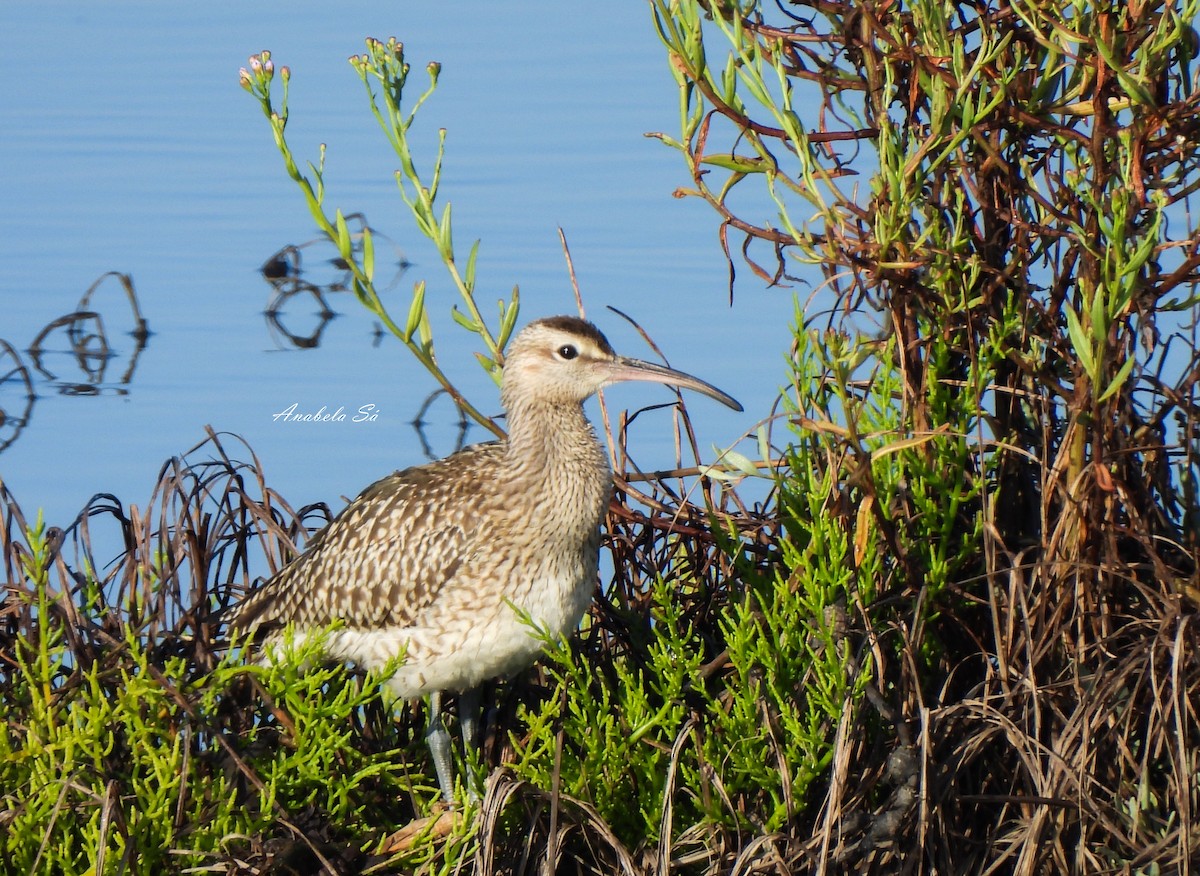 Whimbrel/Eurasian Curlew - ML612498047