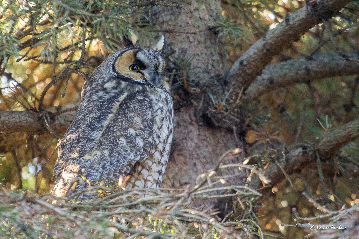 Long-eared Owl - Louise Auclair