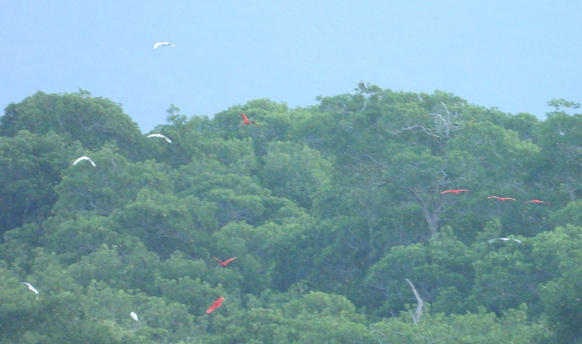 Scarlet Ibis - Manuel Pérez R.
