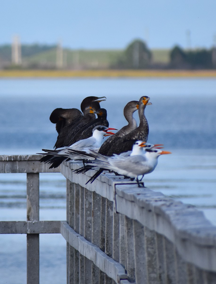 Caspian Tern - ML612498206