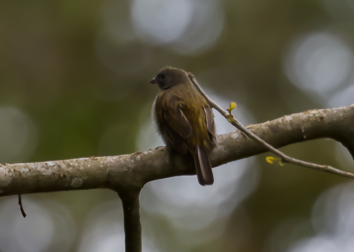 Least Honeyguide - ML612498230