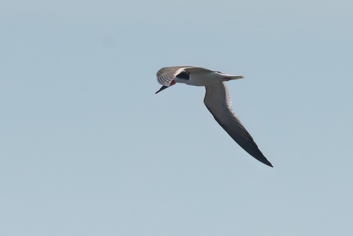 Black Skimmer - ML612498254