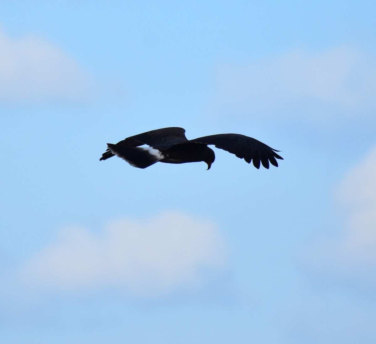 Snail Kite - ML612498260