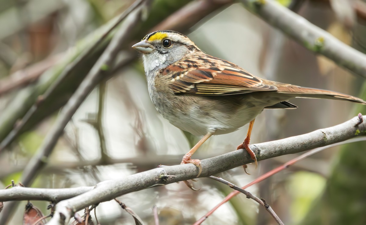 White-throated Sparrow - ML612498306