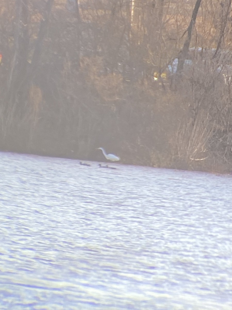 Great Egret - ML612498347