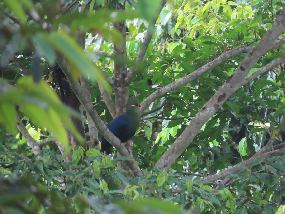 Yellow-billed Turaco - ML612498373