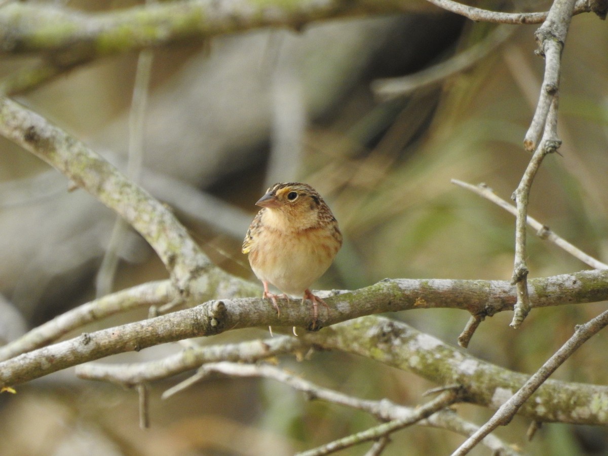 Grasshopper Sparrow - ML612498400