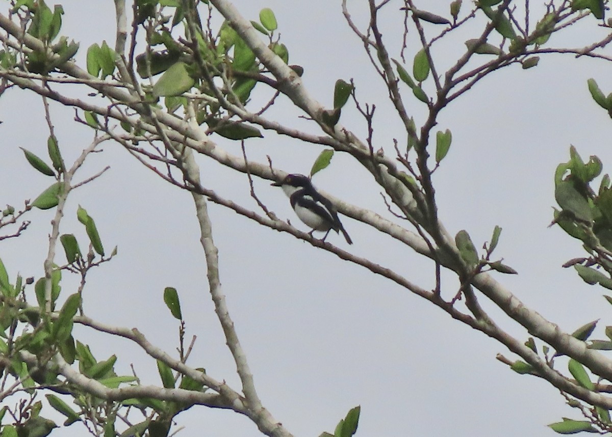 West African Batis - ML612498421