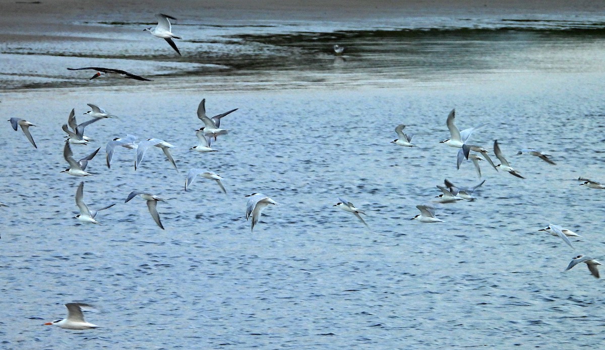 Common Tern - ML612498439