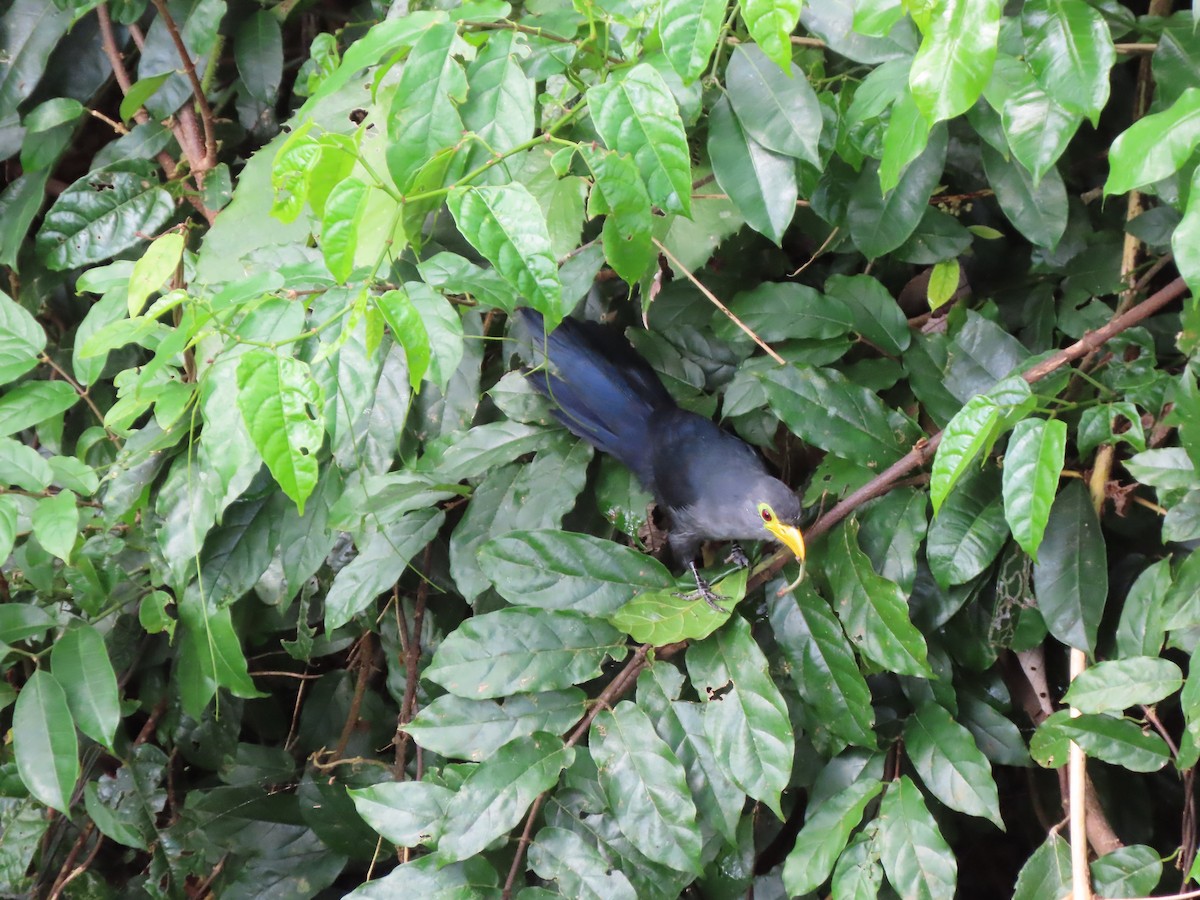 Blue Malkoha - ML612498497