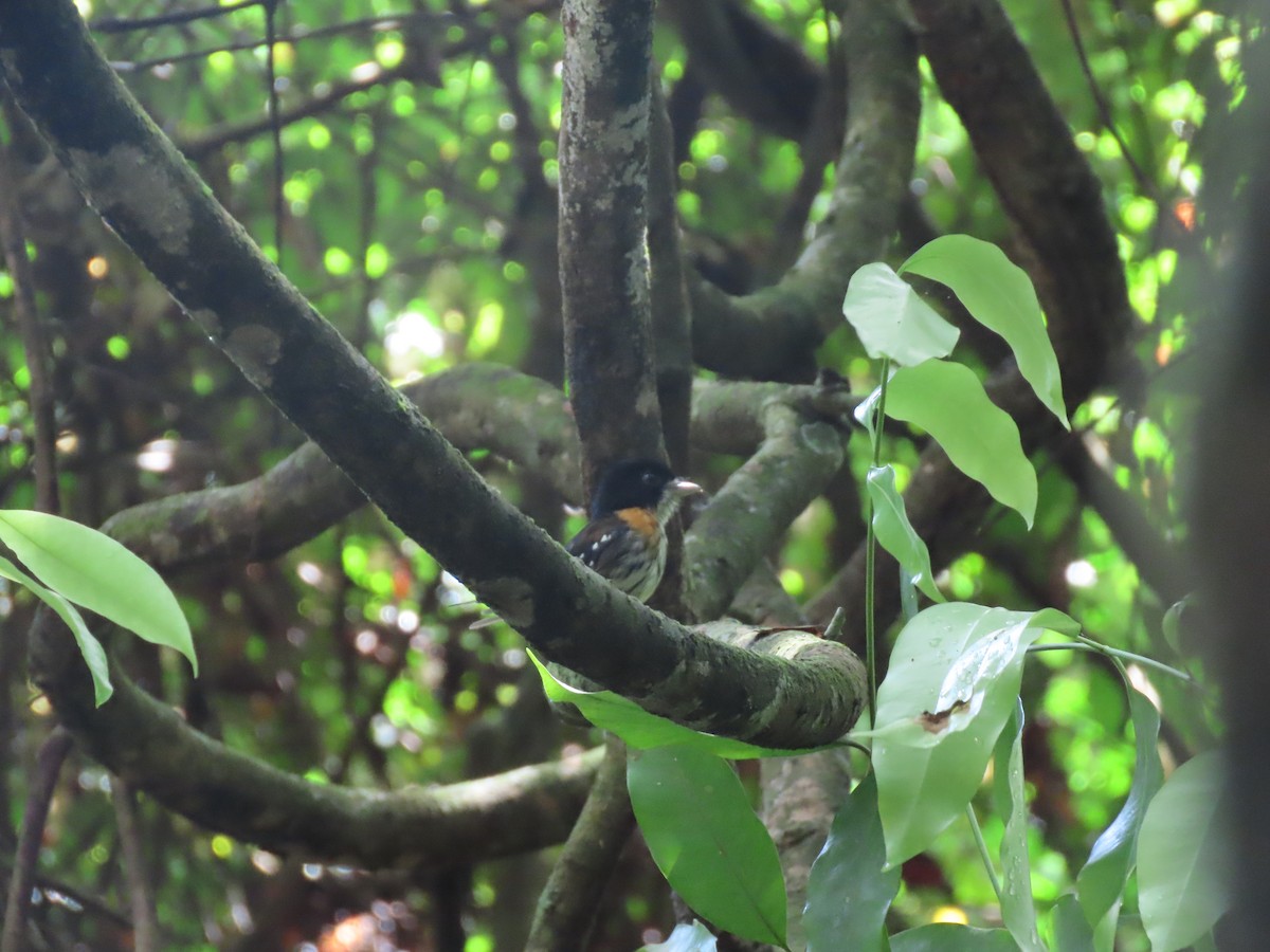 Rufous-sided Broadbill - David Russell