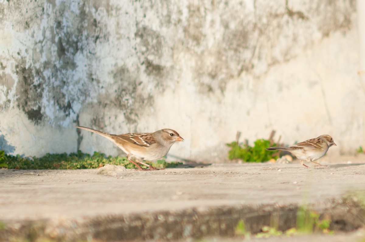 White-crowned Sparrow - Arnaldo Toledo