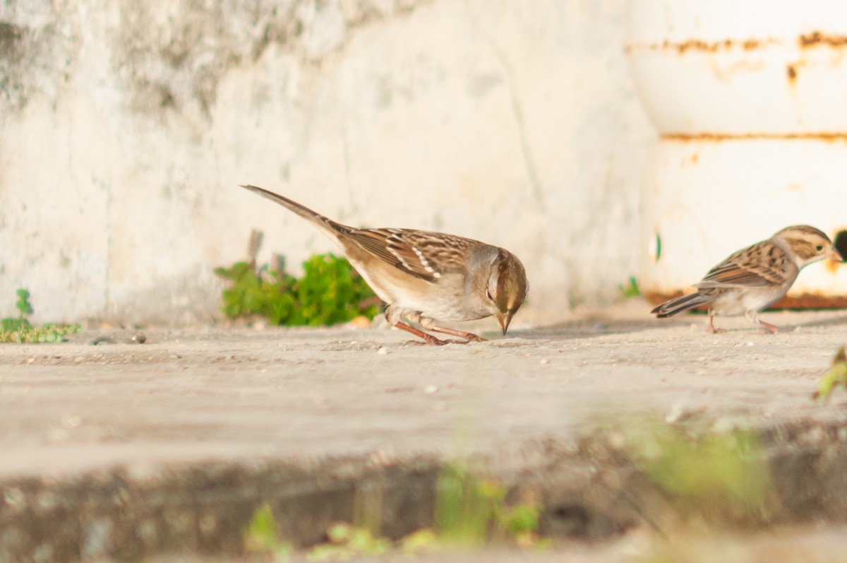 White-crowned Sparrow - Arnaldo Toledo