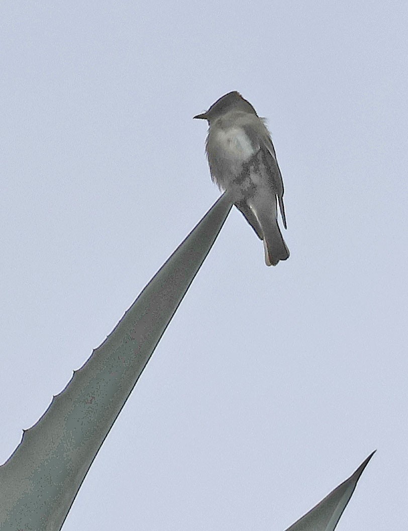 Western Wood-Pewee - ML612498669