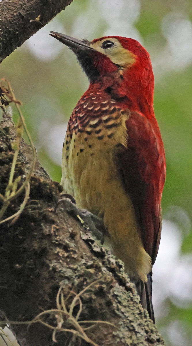 Crimson-mantled Woodpecker - ML612498695