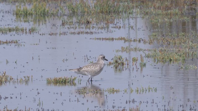 Black-bellied Plover - ML612498696