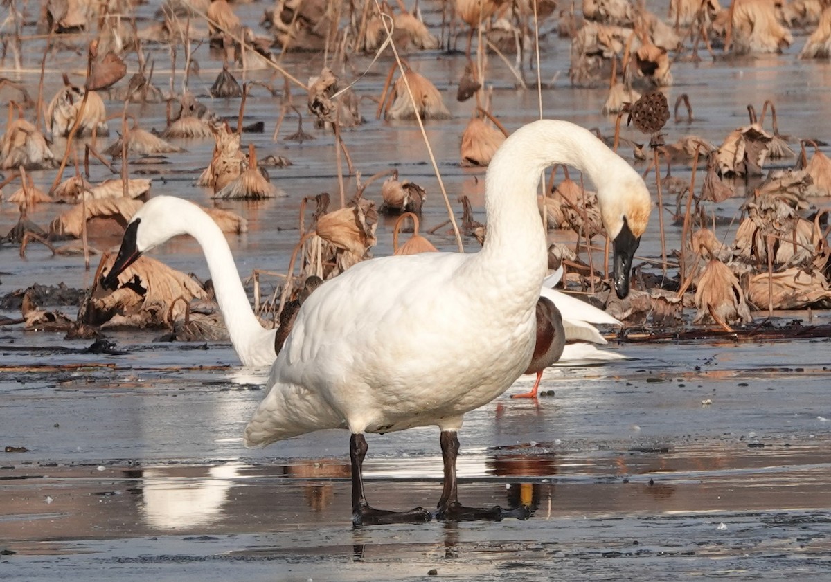 Trumpeter Swan - ML612498727