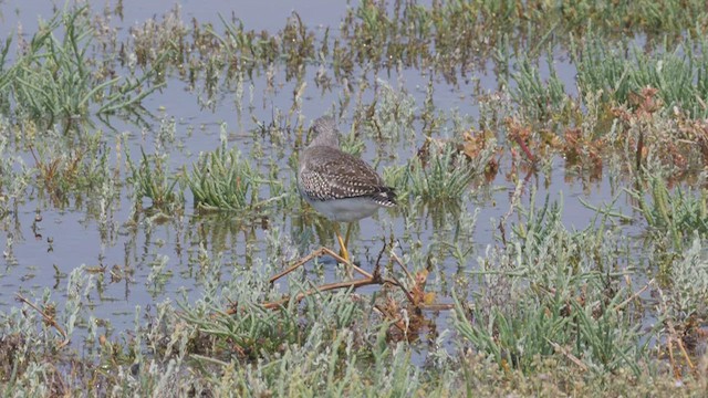Lesser Yellowlegs - ML612498739