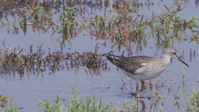 Lesser Yellowlegs - ML612498740