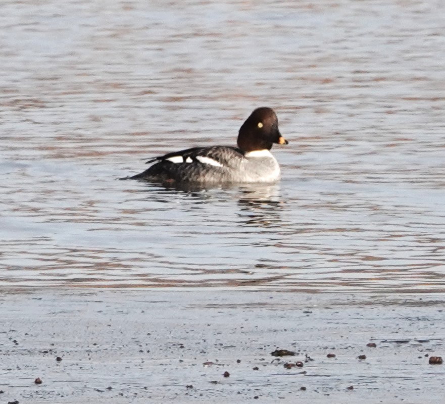 Common Goldeneye - ML612498743