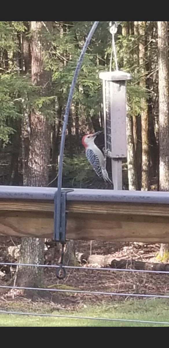 Red-bellied Woodpecker - ML612498752