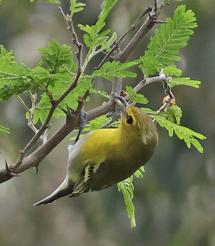 Yellow-throated Vireo - ML612498755