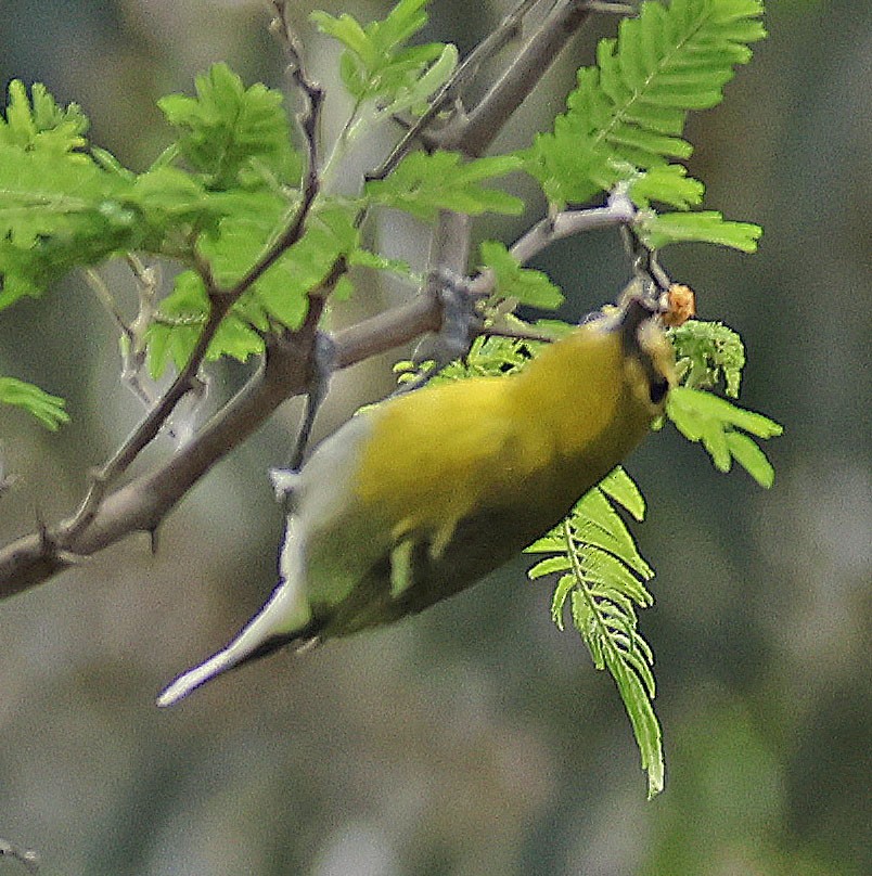 Yellow-throated Vireo - Linda Mack