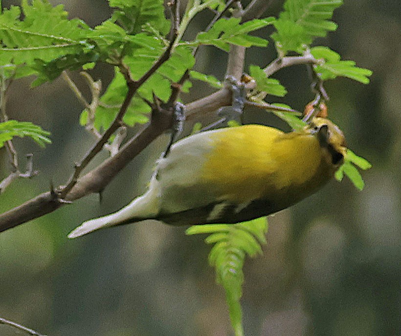 Yellow-throated Vireo - ML612498757