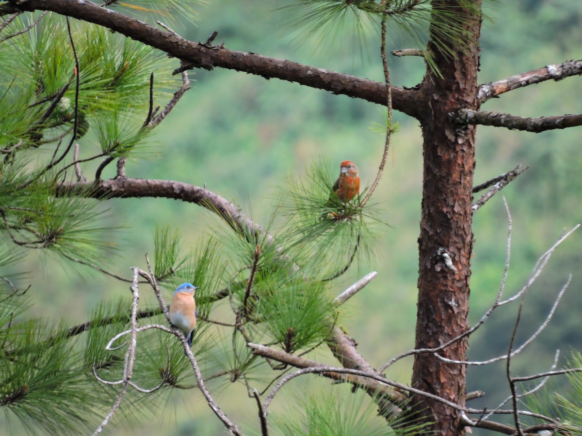 Red Crossbill - ML612498771