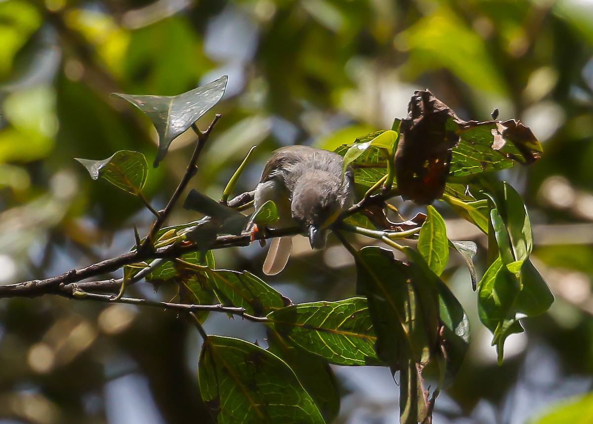 Apalis à gorge rousse - ML612498784