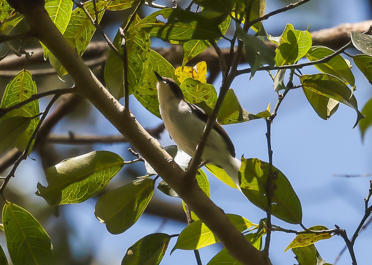 Buff-throated Apalis - ML612498785