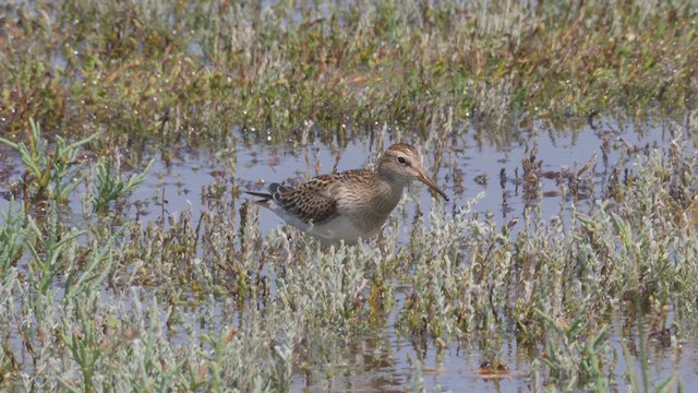 アメリカウズラシギ - ML612498788