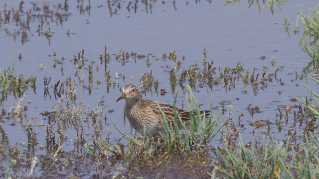 美洲尖尾濱鷸 - ML612498790