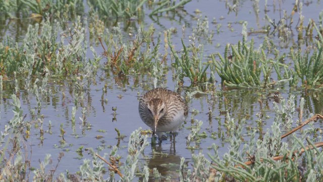 アメリカウズラシギ - ML612498791